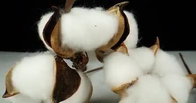 4K新疆棉棉花纺织农作物mov1080P视频素材